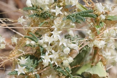 Cuscuta umbellata