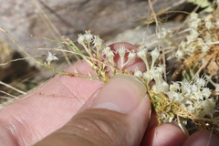 Cuscuta umbellata