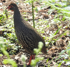 Pternistis afer castaneiventer