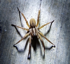 Hogna brevitarsis
