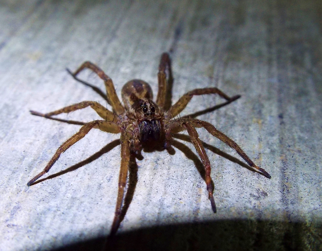 Hogna brevitarsis