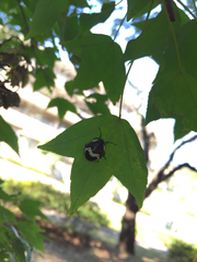 Poecilocoris lewisi
