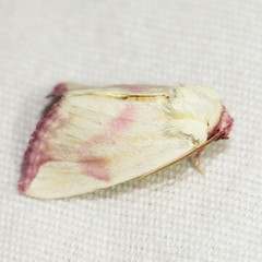 Thurberiphaga diffusa