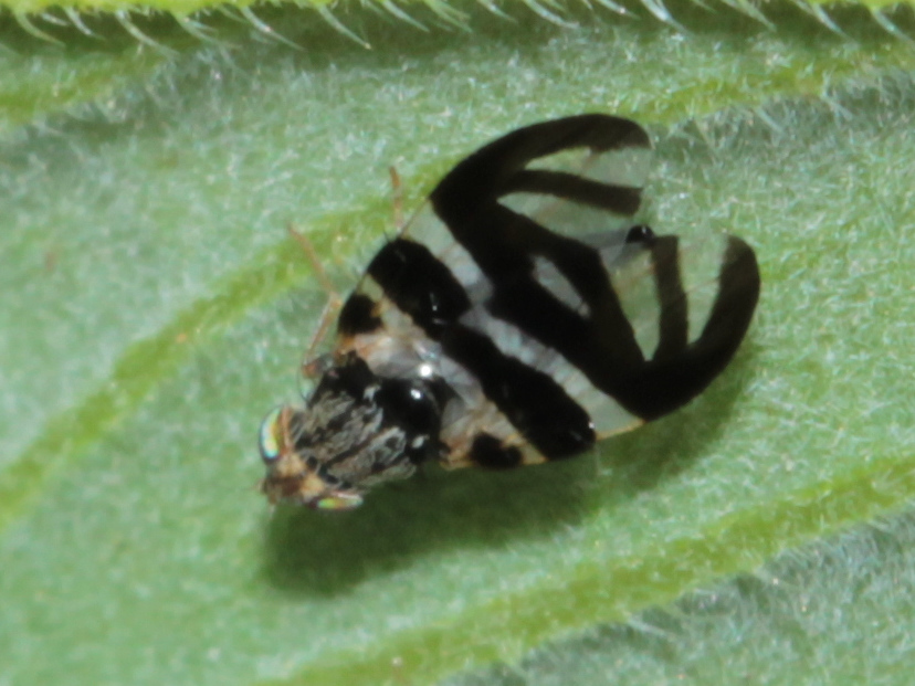 Oedoncus