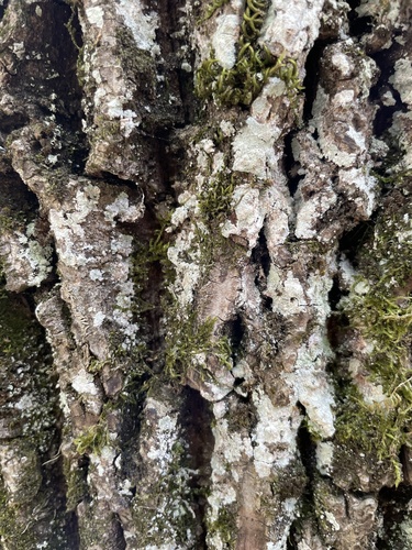 Pilze & Flechten