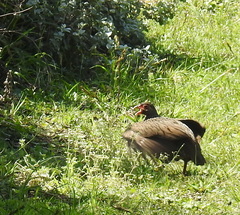 Pternistis afer castaneiventer