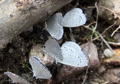 Celastrina echo cinerea