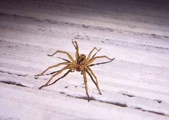 Hogna brevitarsis