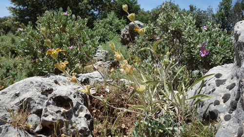 Avistamiento Phlomis lychnitis