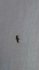 Tridactylidae