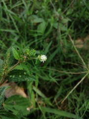 Angiospermae
