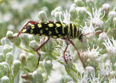 Placosternus difficilis