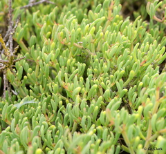 Sesuvium edmonstonei