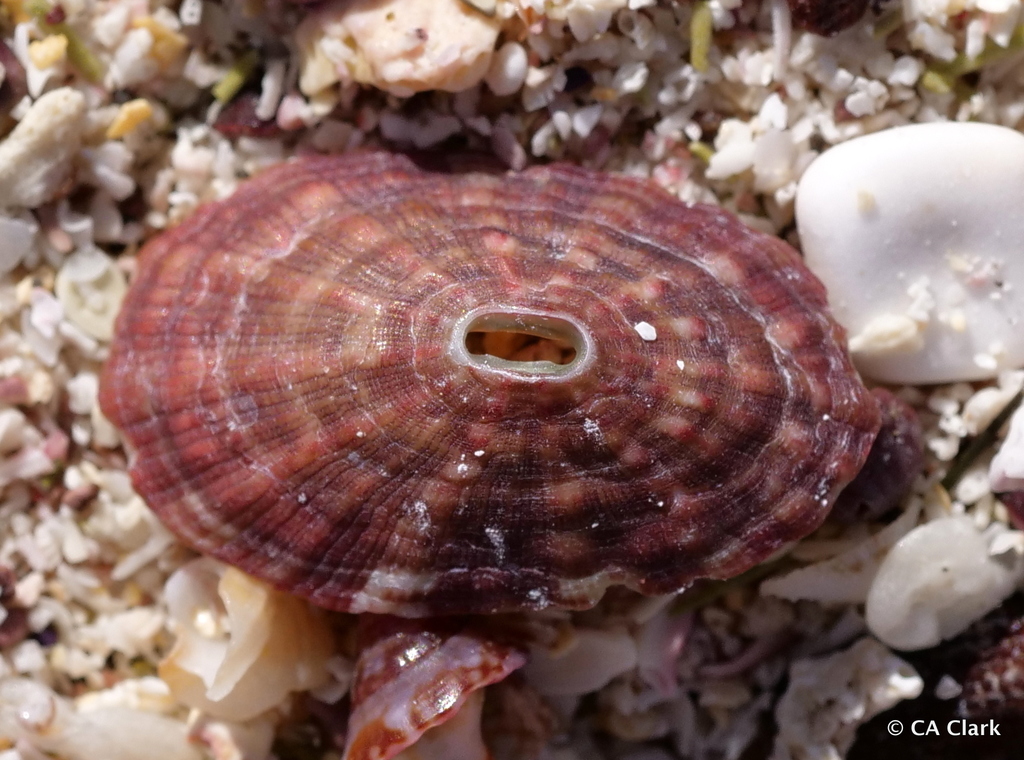Fissurella obscura