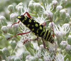 Placosternus difficilis