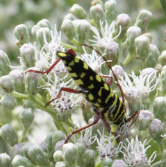 Placosternus difficilis