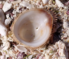 Pilosabia trigona