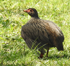 Pternistis afer castaneiventer