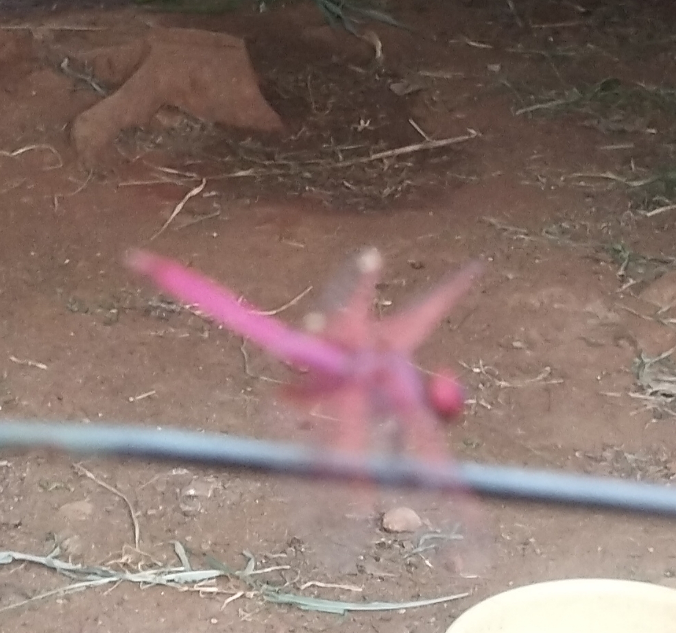 Crimson Marsh Glider