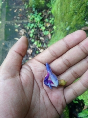 Clitoria ternatea