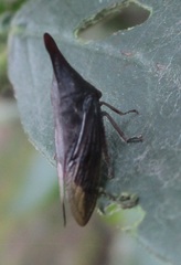 Aconophorini