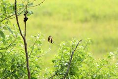 Heraclides ornythion