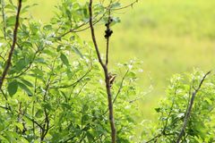 Heraclides ornythion