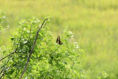 Heraclides ornythion