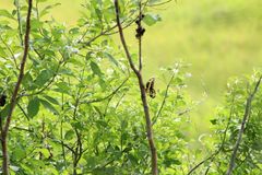 Heraclides ornythion