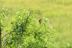 Heraclides ornythion