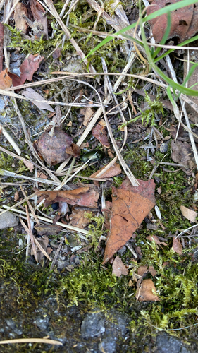 Käfer
