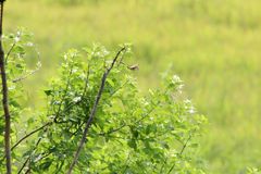 Heraclides ornythion