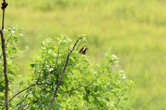 Heraclides ornythion