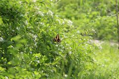 Heraclides ornythion