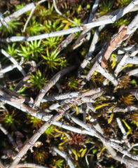 Muehlenbeckia ephedroides