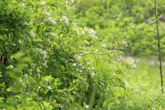 Heraclides ornythion