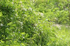 Heraclides ornythion