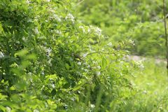 Heraclides ornythion