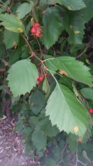 Crataegus submollis