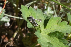 Anthidium maculosum
