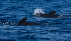 Globicephala