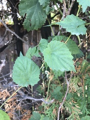 Humulus lupulus