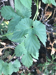 Humulus lupulus