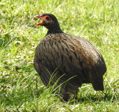 Pternistis afer castaneiventer