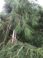 Pinus brutia eldarica