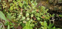 Marchantia emarginata