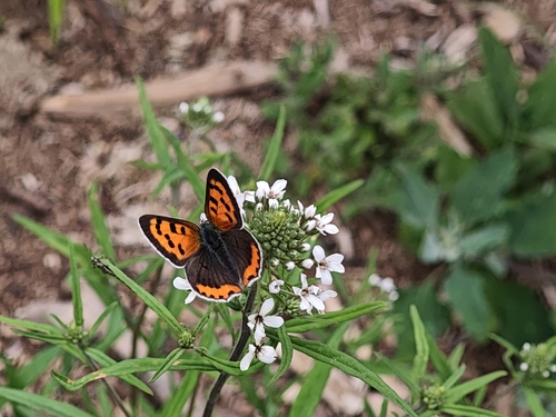 Small Copper