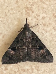 Hypena deceptalis