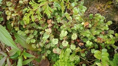 Marchantia emarginata