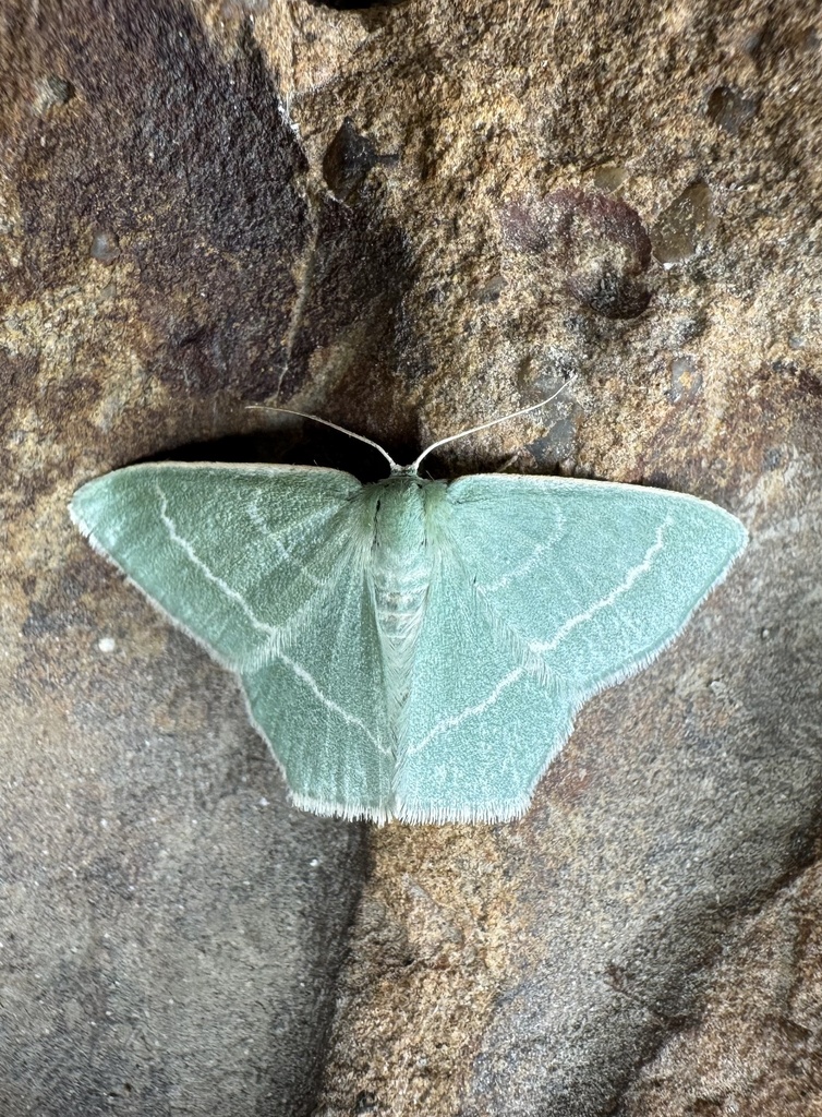 Chlorissa pretiosaria
